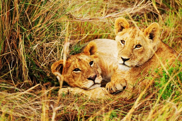  photo 1-kenya-safari-africa-masai_mara-kenia-macarena_gea_zpsf577ff1a.jpeg