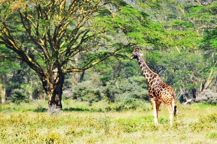  photo 10-travels-kenya-safari-nakuru-kenia-macarena_gea_zps27bbb2c9.jpeg