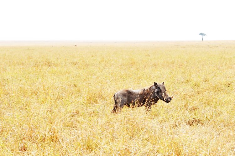  photo 11-kenya-safari-africa-masai_mara-kenia-macarena_gea_zps7a37cca7.jpeg