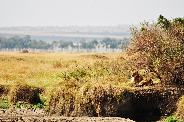  photo 13-kenya-safari-africa-masai_mara-kenia-macarena_gea_zpse36ed0af.jpeg