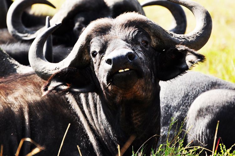  photo 15-kenya-safari-africa-masai_mara-kenia-macarena_gea_zps75dfac2c.jpeg