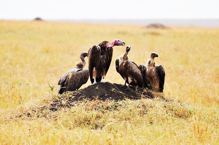  photo 18-kenya-safari-africa-masai_mara-kenia-macarena_gea_zps6fdf24b4.jpeg