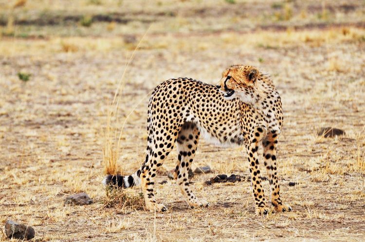  photo 20-kenya-safari-africa-masai_mara-kenia-macarena_gea_zpsf98ba902.jpeg