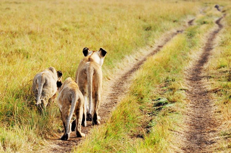  photo 21-kenya-safari-africa-masai_mara-kenia-macarena_gea_zpsa1f80ff9.jpg
