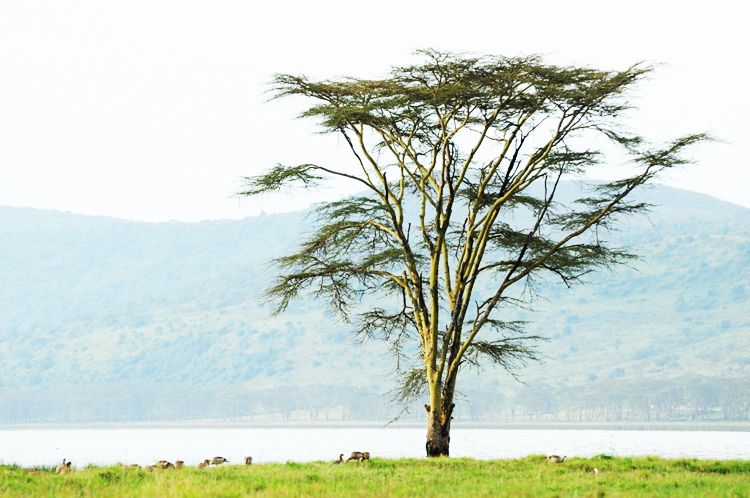  photo 21-travels-kenya-safari-nakuru-kenia-macarena_gea_zps1e46e2f2.jpeg
