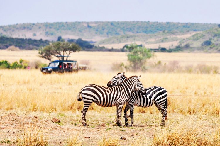  photo 26-kenya-safari-africa-masai_mara-kenia-macarena_gea_zpsb73b36fe.jpeg