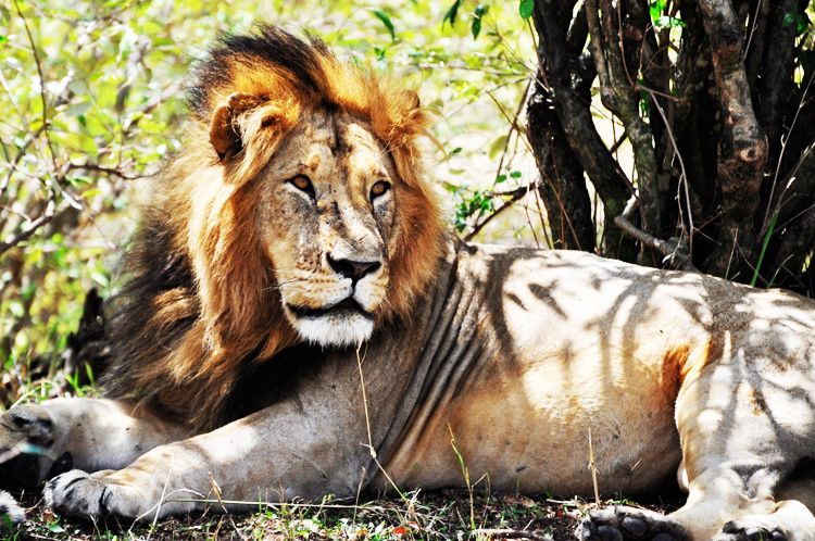  photo 27-kenya-safari-africa-masai_mara-kenia-macarena_gea_zps530cc516.jpeg