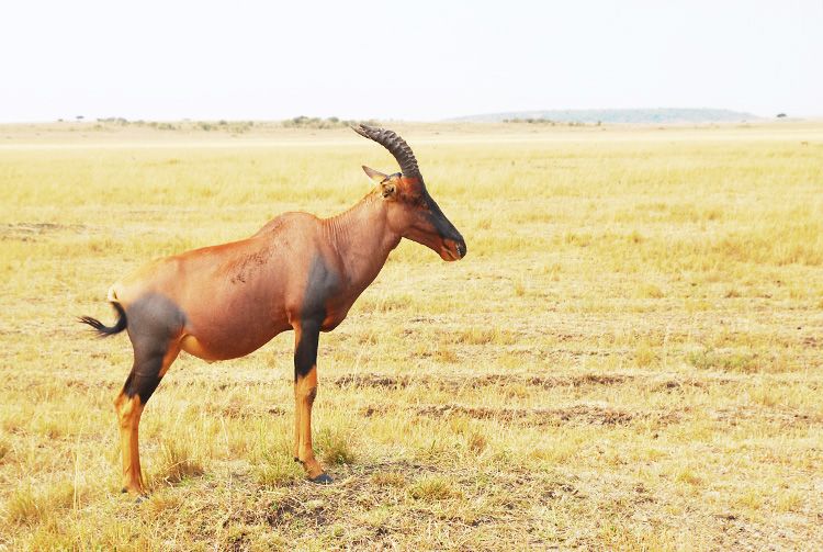  photo 29-kenya-safari-africa-masai_mara-kenia-macarena_gea_zps180eaee3.jpg