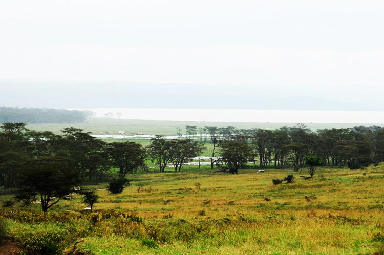  photo 3-travels-kenya-safari-nakuru-kenia-macarena_gea_zpsa3a322ed.jpeg