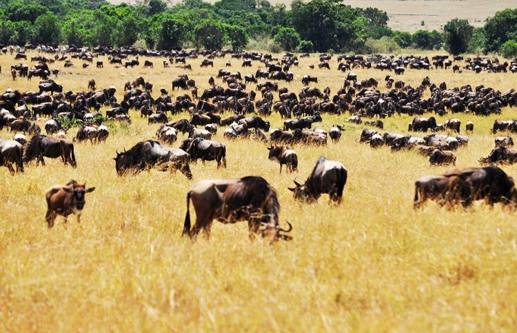  photo 4-kenya-safari-africa-masai_mara-kenia-macarena_gea_zpsfc8335a4.jpeg