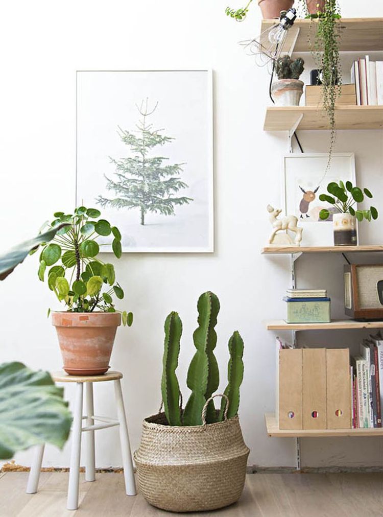 photo 2-decorar-plantas-ideas-verde-casa-decoracion-vegetacion_zpszvb2kfv4.jpg