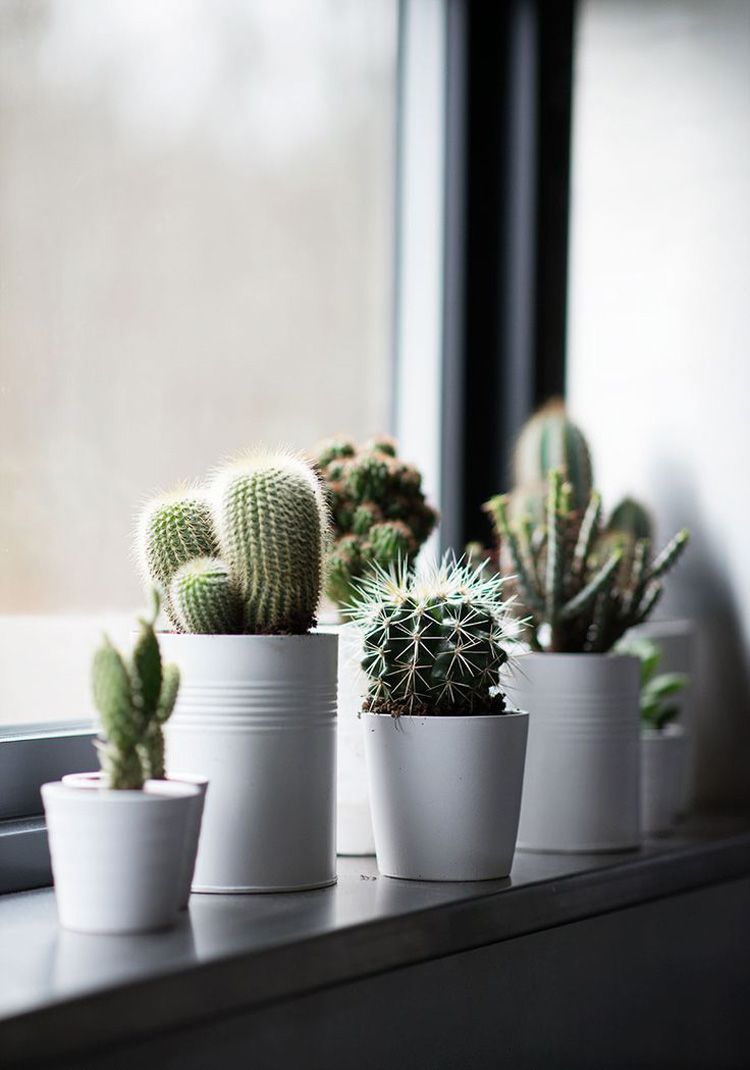 photo 29-decorar-plantas-ideas-verde-casa-decoracion-vegetacion_zpsu9djkwgd.jpg