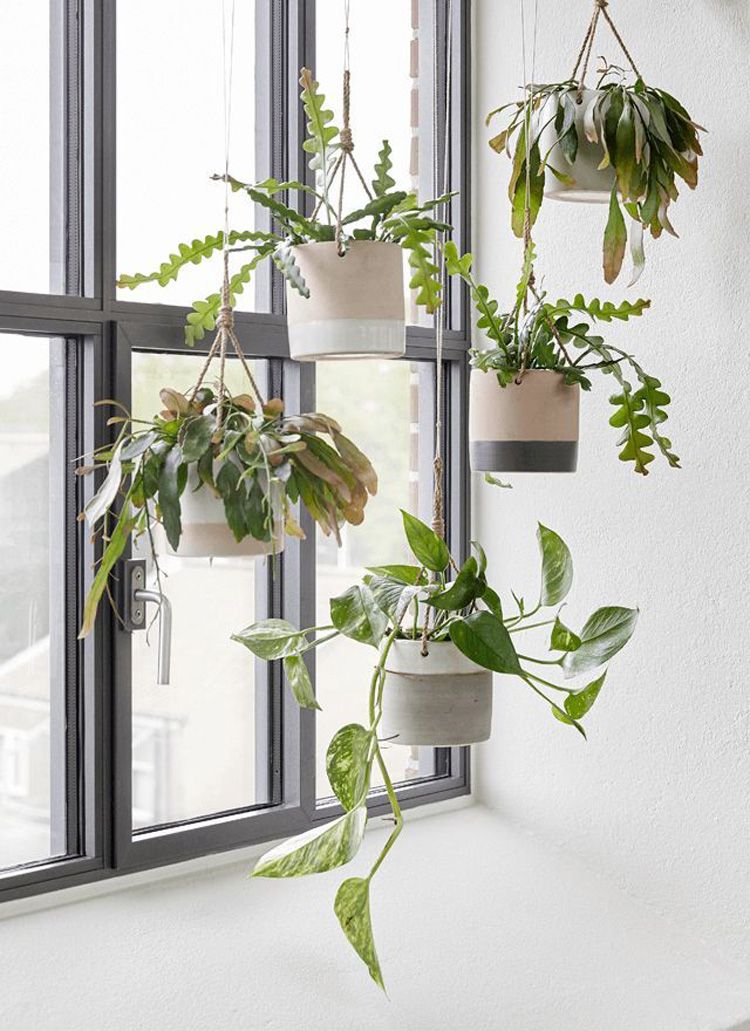 photo 38-decorar-plantas-ideas-verde-casa-decoracion-vegetacion_zpss4qvrvnq.jpg