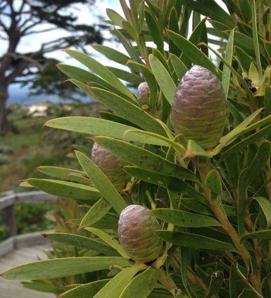 photo Cape-point_2_zps04f15af9.jpg