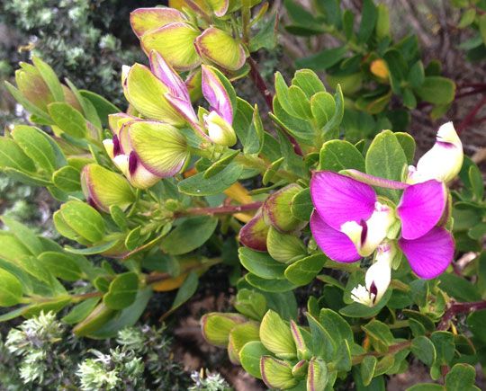 photo Cape-point_6_zps4e5d6e5f.jpg