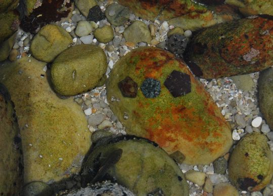 photo rockpool_zpsae869bd3.jpg