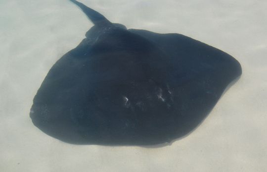 photo stingray2_zps96f571fb.jpg