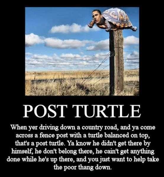 Post Turtle Pictures, Images and Photos