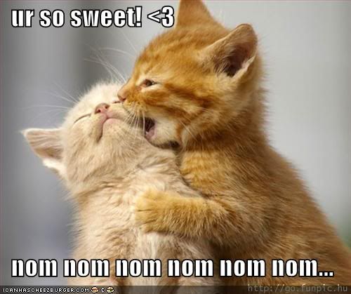 funny-pictures-kittens-eating-sweet-kittens-nom.jpg