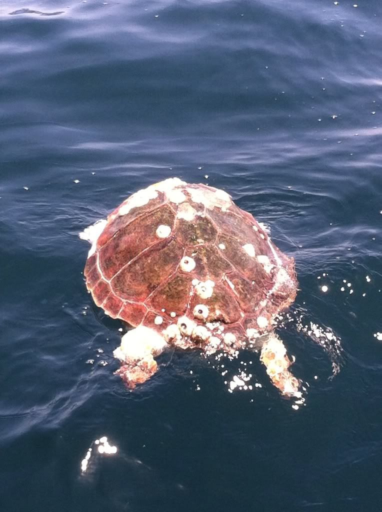 High quality photo of unreel charters llc