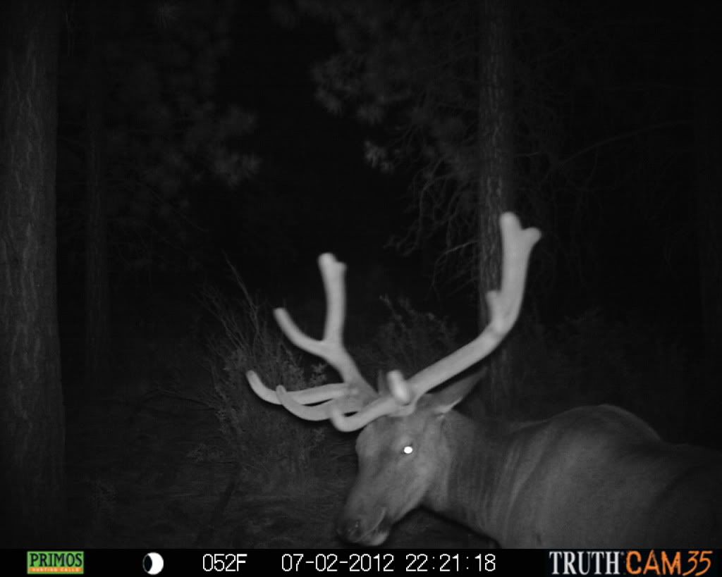 2012 Official Trail Cam Thread Part Two!