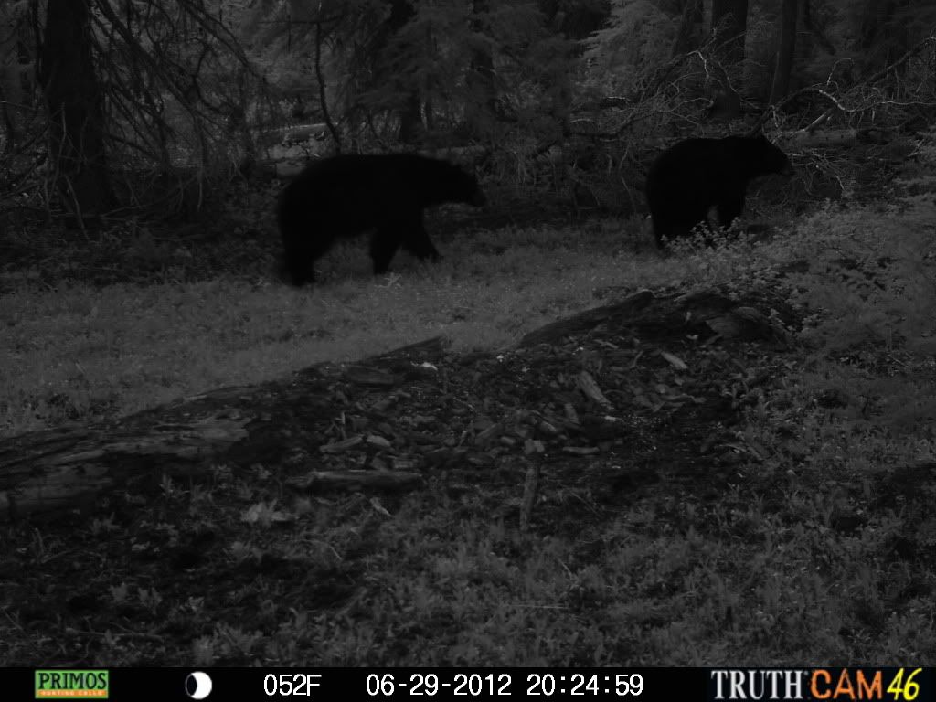 2012 Official Trail Cam Thread Part Two!