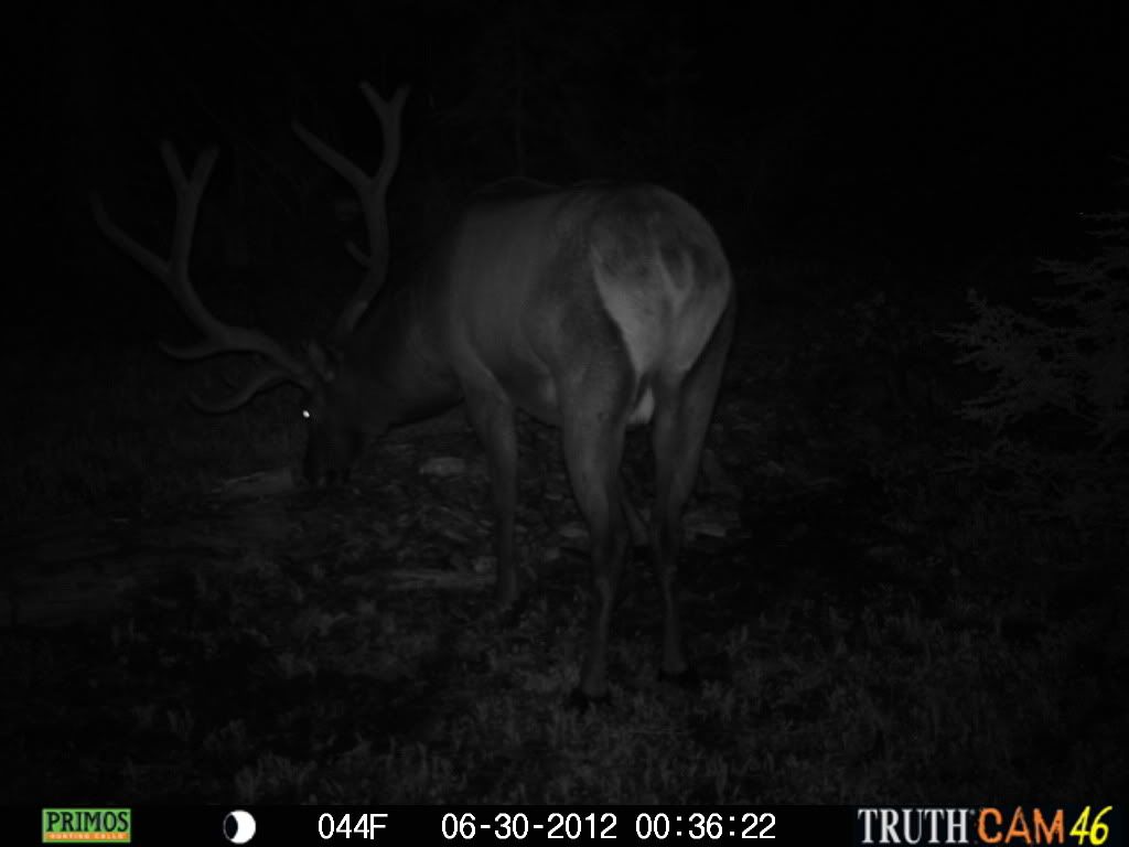 2012 Official Trail Cam Thread Part Two!