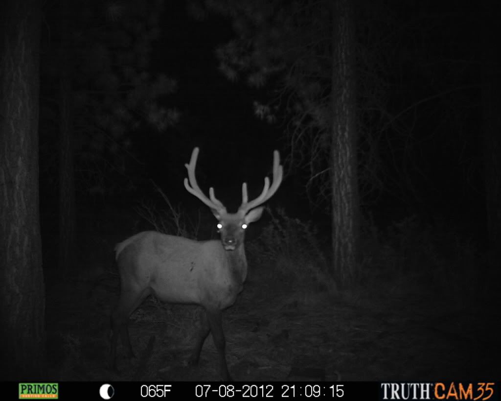 2012 Official Trail Cam Thread Part Two!