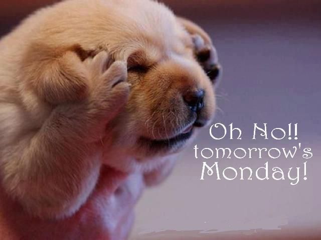 cute animal , monday blues, quote monday blues, 
