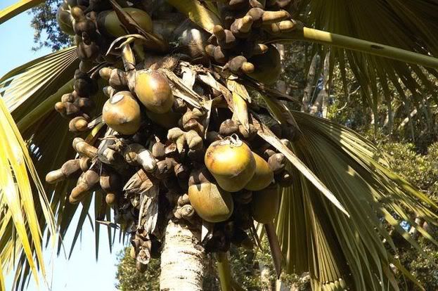tree coconut, the coconut tree, pokok kelapa laut, pokok kelapa laut afrika, coco de mer