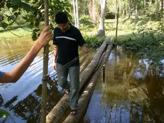 jambatan kelapa, jambatan dari batang kelapa, jambatan dari pokok kelapa, pakok kelapa