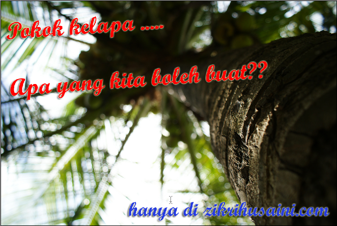 Ada apa dengan pokok kelapa?? pokok kepala, gamabr pokok kelapa, kegunaan asas pokok kelapa, daun kelapa, sabut kelapa, kegunaan asas pokok kelapa