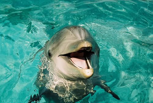 porpoise photo: Dolphin Dolphin.jpg