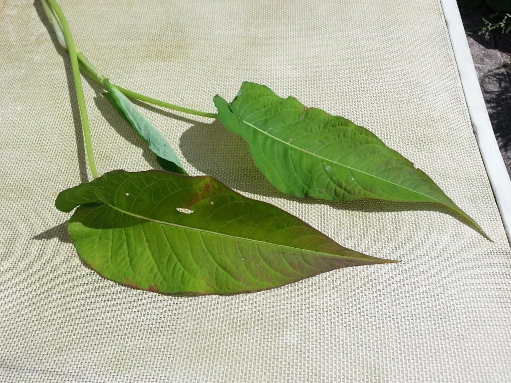 http://i1185.photobucket.com/albums/z352/dornat007/Plant/20140617_110626.jpg
