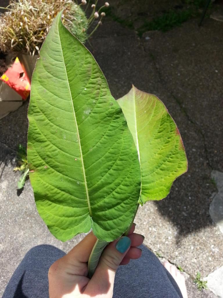 http://i1185.photobucket.com/albums/z352/dornat007/Plant/20140617_110636.jpg