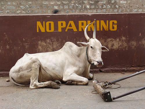 No Parking noparking Gaming Google: Fagin’s Flowers, JC’s Penneys and the Sacred Cows of SEO