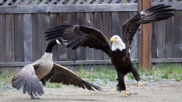 goose-vs-eagle.jpg