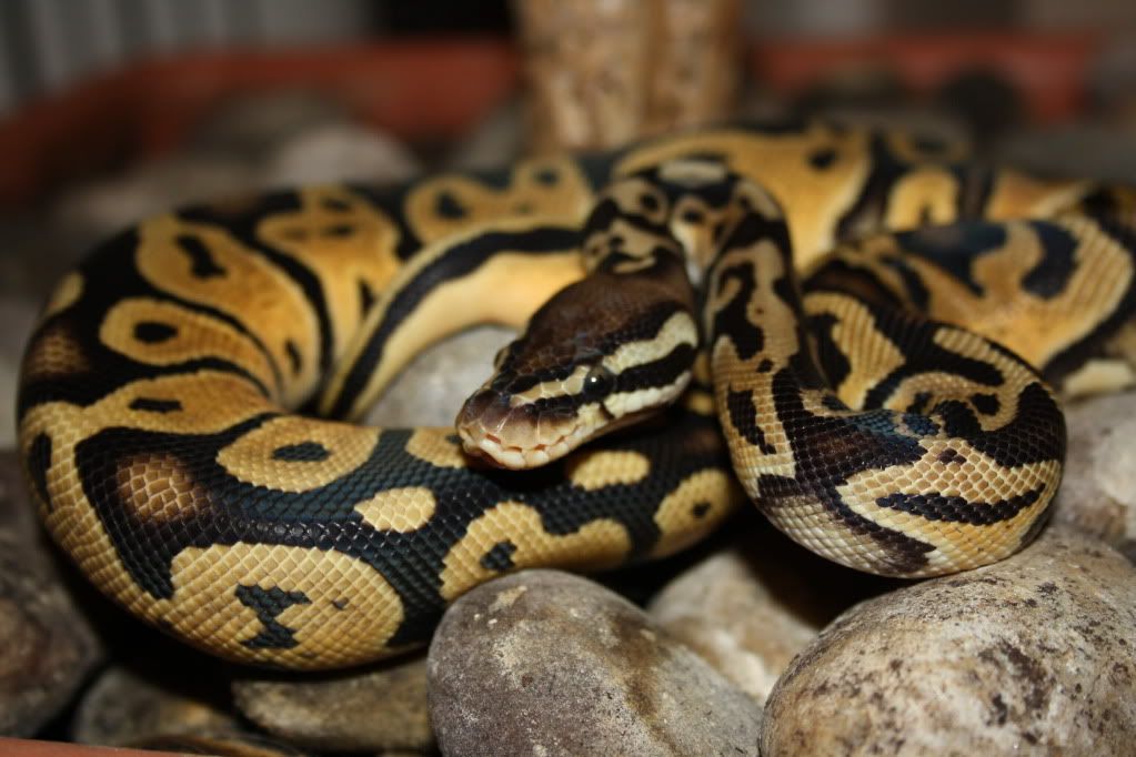 Bold Python Snake
