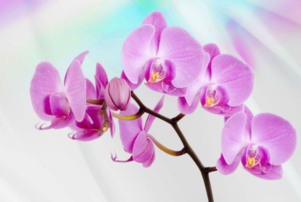 ''PINK ORCHID'' Fleece Photo Wallpaper Wall Mural (116VE) | eBay