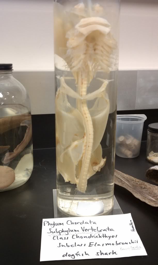 dogfish shark skeleton. Dogfish shark skeleton