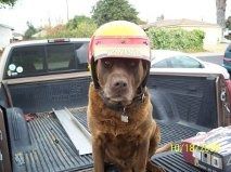 MotoDog.jpg~original