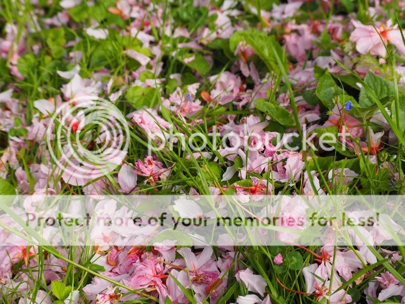  photo fleurs de cerisiers_zpsxqcy1zv9.jpg