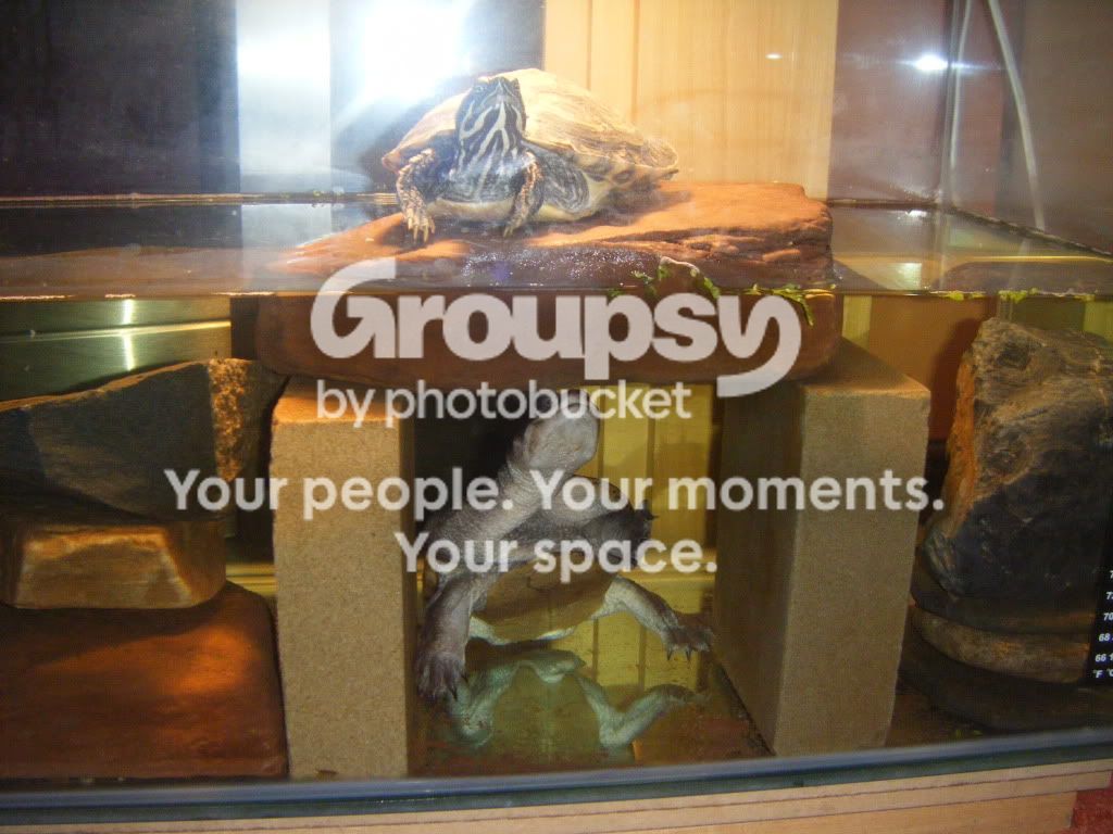 Willy Snake Percy Turtle and Willy Snakeneck | Reptile Forums
