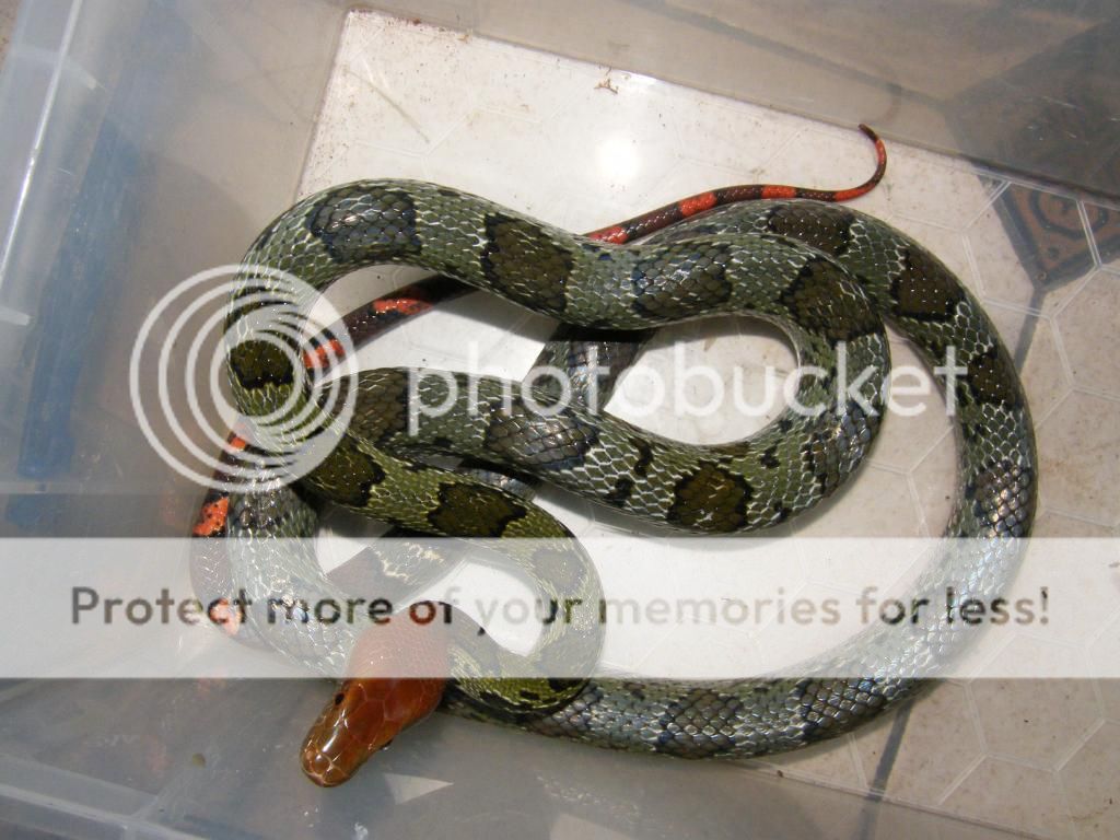 100 flower rat snake - Reptile Forums